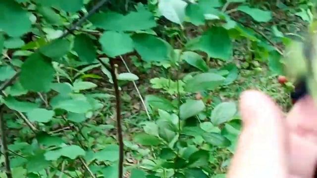 ЯГОДНОЕ ПУТЕШЕСТВИЕ//ЯГОДНОЕ НАСТРОЕНИЕ//ЯГОДНЫЙ ДЕНЬ//РАНЧО БАРДЫМ смотреть онлайн