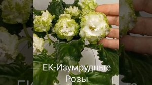 Фиалка ЕК-Изумрудные Розы (Е.В. Коршунова) 2018 г.