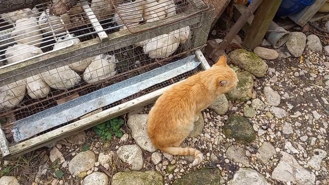 Рыжик пытался достать перепёлку...и никак... смотреть онлайн