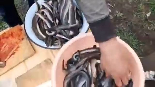 РЫБА ЗМЕНЯ#ПОЛЕЗНАЯ РЫБА#МИНОГА#