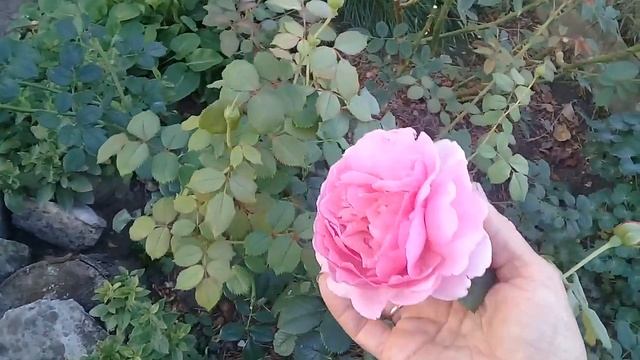 Бенджамин Бритен- роза с сюрпризом??;Сорта роз, которые радуют и разочарования сезона? смотреть онлайн