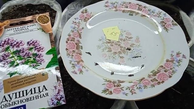 Душица - ее свойства лечебные и пищевые. Посев на рассаду.