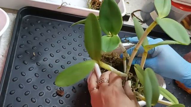 Посадка- пересадка каттлеи. Грунт, тонкости, нюансы. смотреть онлайн