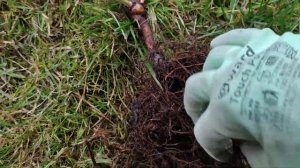 ❗Бактериальный рак на розе в начальной стадии.