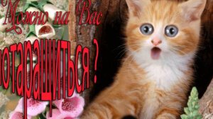 Осень  Животные шутят