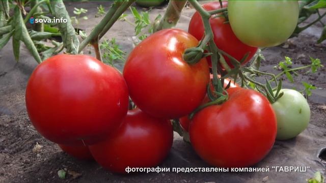 Томат звезда востока фото