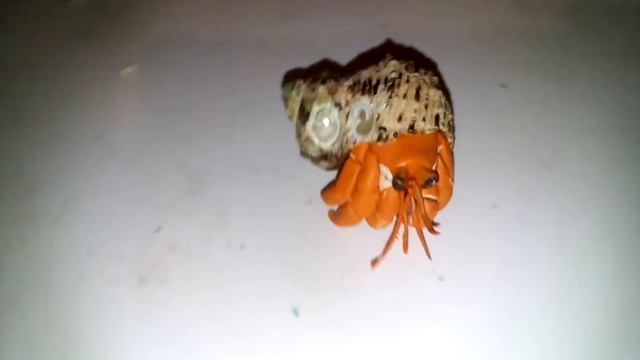 Рак отшельник из пластилина (реальная раковина) смотреть онлайн