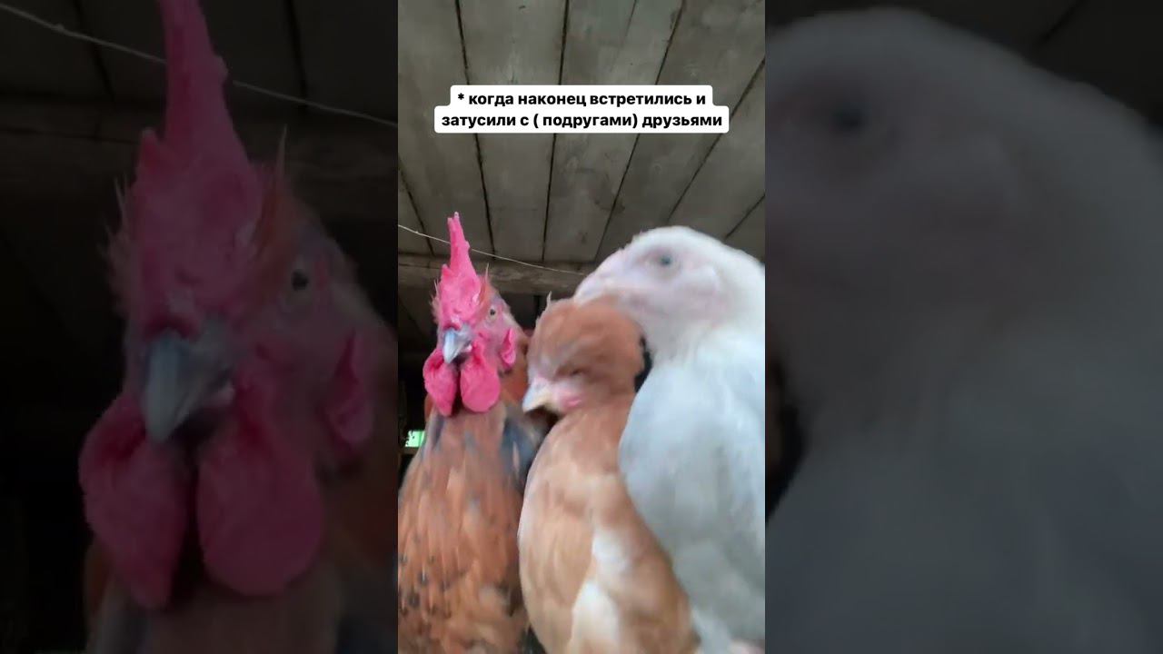 Отправь тем самым подругам ( друзьям ) Деревенская вечеринка смотреть онлайн