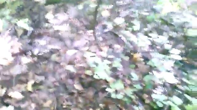 Сбор подберёзовиков-грибы-грибы березовики