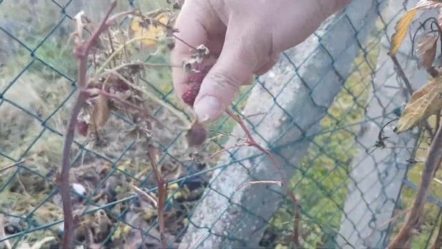 Древовидный пион .Обзор растений.51 смотреть онлайн