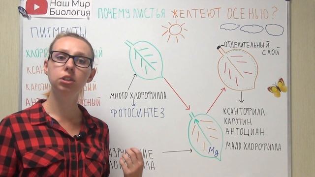 Почему листья желтеют осенью? смотреть онлайн