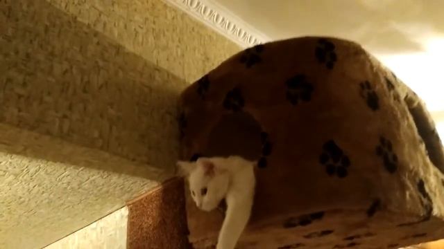 Кошкин дом своими руками. 7 декабря 2017 г. смотреть онлайн