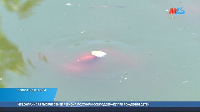 На верхней террасе набережной Волгограда поселятся японские карпы кои смотреть онлайн