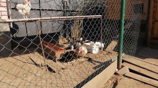 Опять у индоуток стресс смотреть онлайн