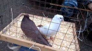 Голуби Подмосковья в Истре 23.04.2017