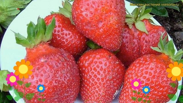 Земляника садовая Берегиня. Краткий обзор, описание характеристик fragaria ananassa