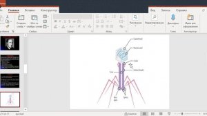 Lecture 5 — Genotypic variation in microorganisms.mp4