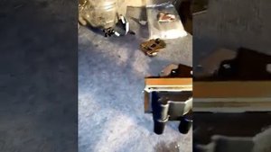 Установка бсз на Днепр дёшево и сердито..