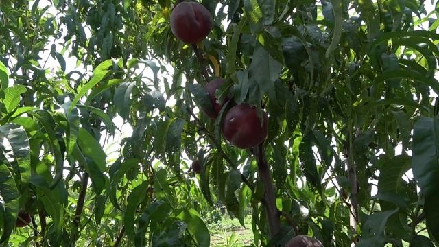 персик Роял Маджестик - Т-3 (Вайн Голд) Бурдак А В 2019 смотреть онлайн