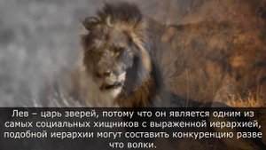 Лев - царь зверей. Почему так повелось? Интересные факты о Львах