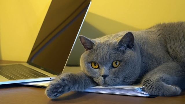 Лекарство для кота. Надо это выпить Гарри / Medicine for british cat смотреть онлайн