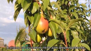 Груша любимица клаппа