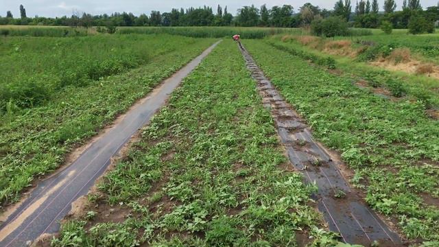 Посадка кассетной Ежевики смотреть онлайн