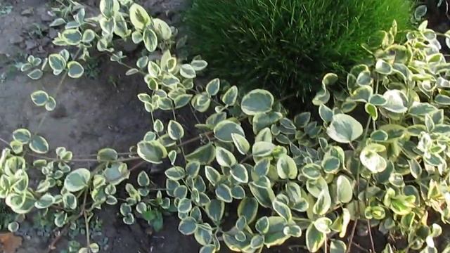 6 Овсянница зеленая и барвинок большой.