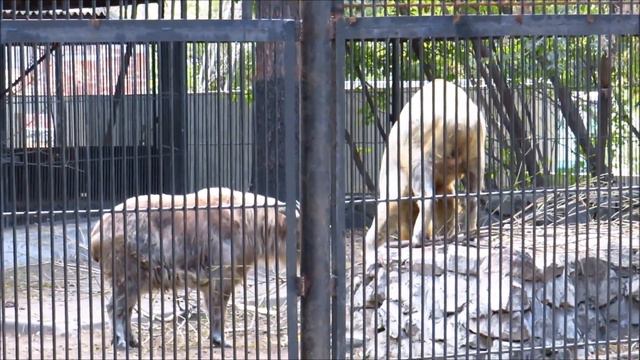 Золотые такины сегодня активные 15.09.2022 смотреть онлайн