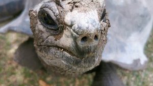 "ОСТРОВ ЧЕРЕПАХ-1". ГИГАНТСКИЕ ЧЕРЕПАХИ НА ОСТРОВЕ КЮРЬЁЗ (СЕЙШЕЛЬСКИЕ ОСТРОВА). SEYCHELLES.