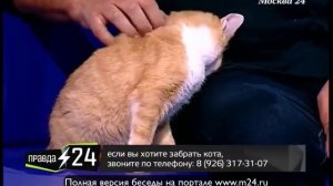 Виктор Сухоруков: «Кошка - член семьи»