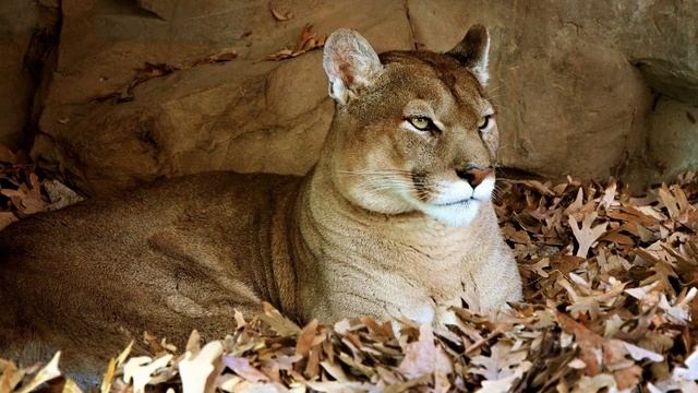 Cougar scream at night in the woods. Mountain lion sounds very scary.