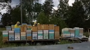 Пасека Белозеровых сезон 2019 - красивый клип