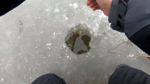 Рыбалка зимой: ловля сазана на мормышку тактика и техника ловли.