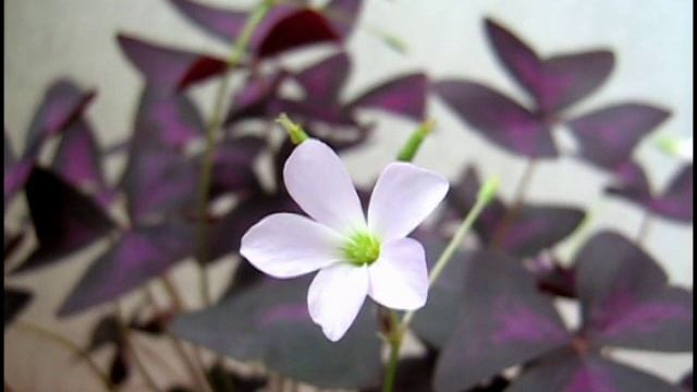 фиолетовые листья с бело-розовым цветком смотреть онлайн