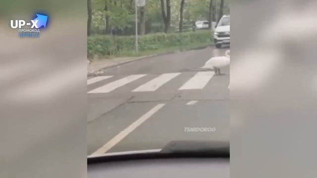 ЛУЧШИЕ АВТО ПРИКОЛЫ 2022 ? РУССКИЕ ПРИКОЛЮХИ С ДОРОГ_ЧУДИКИ ИЗ СОЦСЕТЕЙ_РЖАКА #38.mp4