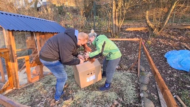 ОБЗАВЕЛИСЬ ХОЗЯЙСТВОМ. ПРИБАВЛЕНИЕ В СЕМЬЕ. МОЙ КУРЯТНИК. РАЗВЕДЕНИЕ КУР. ДОМ В ГЕРМАНИИ. ДЕВЧОНКИ смотреть онлайн