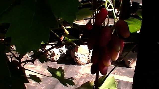 Сорт винограда "Кэтлин" - сезон 2019 # Grape sort "Ketlin" смотреть онлайн