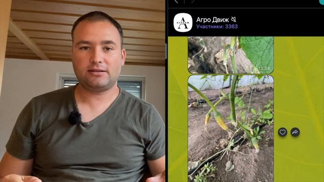 Фитофтороз или альтернариоз вопрос с вайбер АгроДвиж