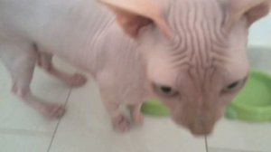 Кот говорит ура