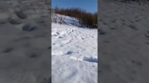 Горностай ворует рыбу