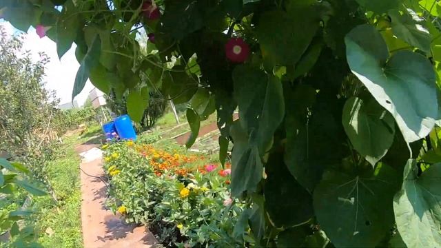 ДАЧА: Обработка и покраска дома ? Обзор огорода смотреть онлайн