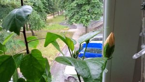 Гибискусы, моя прививка гибискусов зацвела обоими сортами)