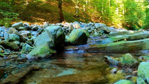 ЗВУКИ ЛЕСНОГО РУЧЕЙКА. (Живые звуки природы)