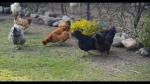 The Guide to Chicken Feeding: What to Feed Free Range Chickens