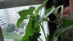 Кабачок на балконе Видео прикол — Умный мужчина вырастил большой кабачок в горшке на балконе