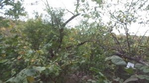 Когда НАДО обрезать сад (абрикосы, персики, виноград и др.)