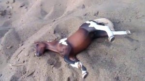 Приключение в пустыне