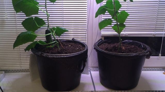 Выращиваем огурцы на подоконнике. 4 этап . Сбор урожая :). смотреть онлайн