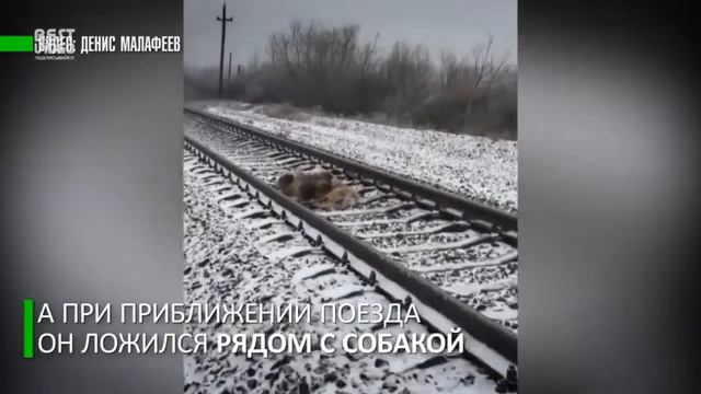 Преданность и верность у животных. Счастливый финал.